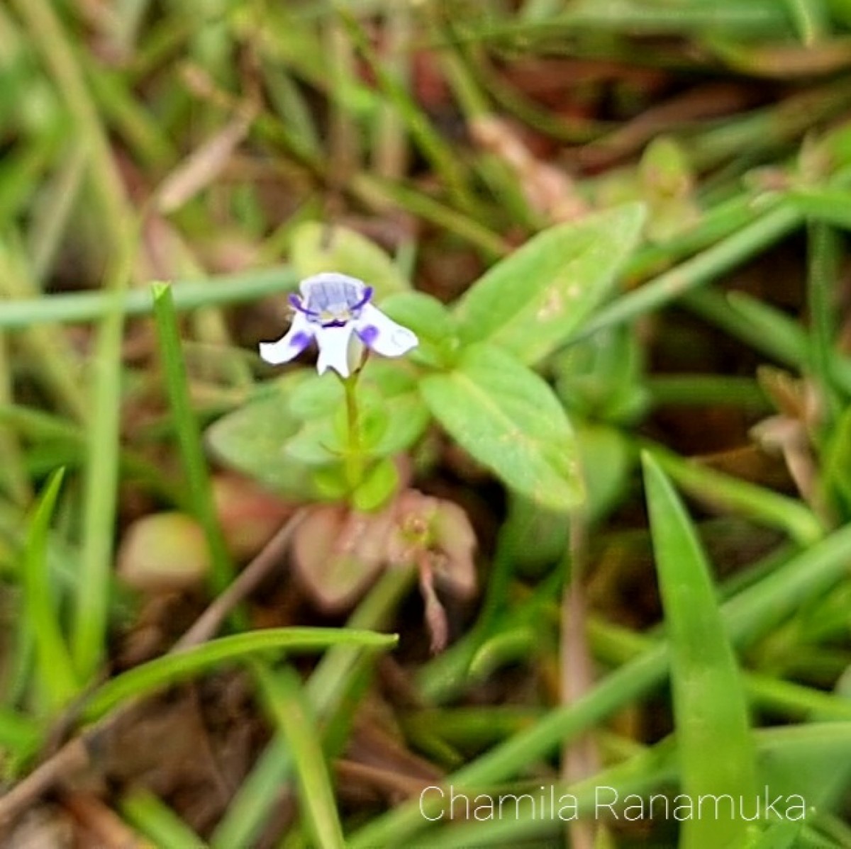 Lindernia rotundifolia (L.) Alston